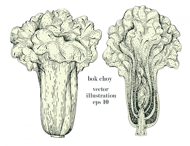 Vector chinese cabbage, bok choy hand drawn vector illustration set. vintage vegetable engraved style object. can be use for menu, label, farm market