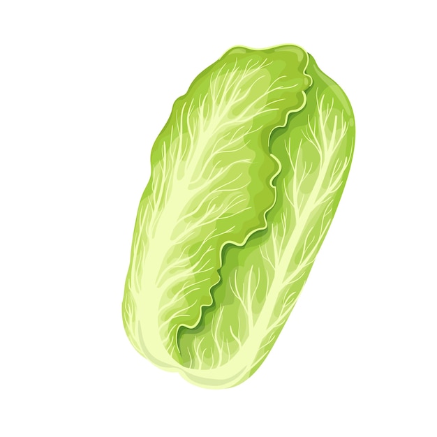 Vector chinese cabbage, vegetable for vegetarian salad. vector illustration.