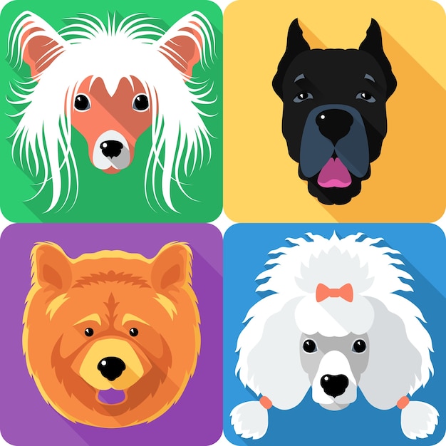 Chinese crested and cane corso breed face icon flat design