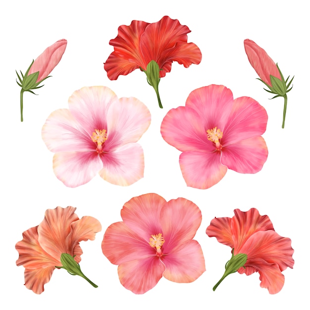 Chinese rozen. Hibiscus bloemen set met bloemen