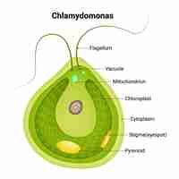 Vector chlamydomonas flagellum vacuole mitochondrion chloroplast cytoplasm stigms pyrenoid vector