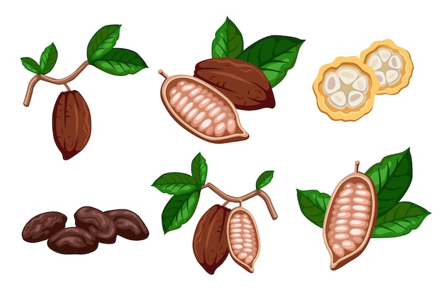 Chocolade cacaobonen cartoon afbeelding instellen. Cacaobonen met bladeren op boom, in helften gesneden en chocolade geïsoleerd op een witte achtergrond. Plantage, boerderij, voedselconcept