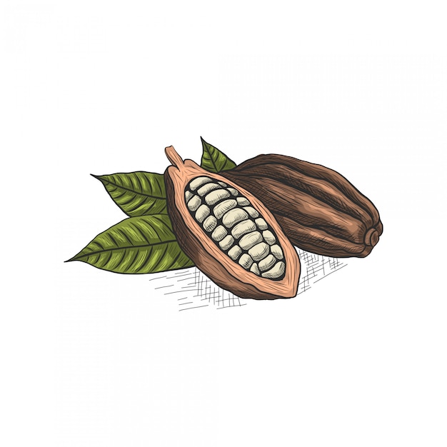 Vettore disegno a mano foglia e cioccolato