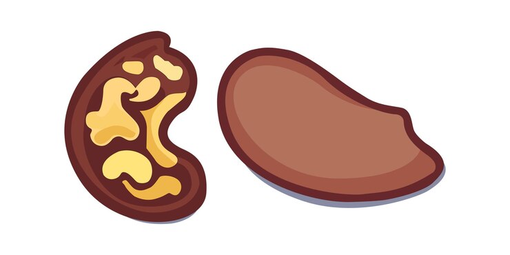 チョコレート ナッツ ベクター