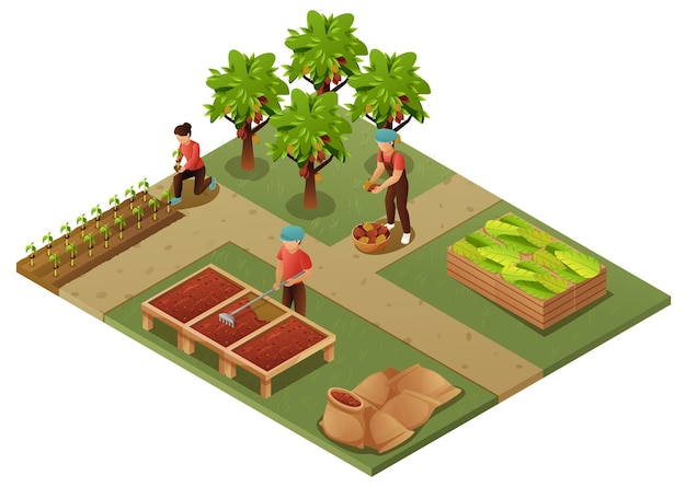 Vector chocolate production isometric composition with farmers involved in harvesting fermentation drying bagging cocoa beans vector illustration