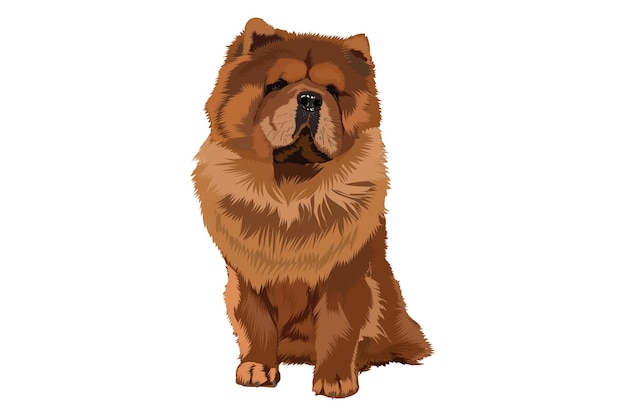 Vector chow chow solo portrait