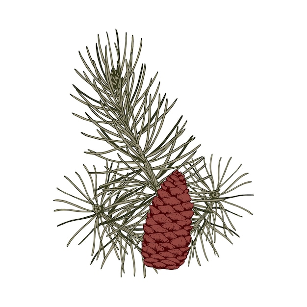 Christmas botany composition with pine tree branches and cones