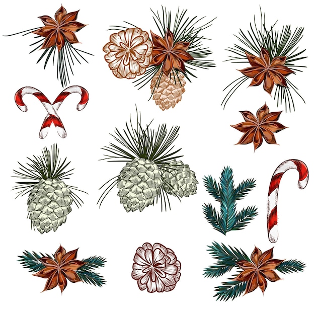 Vector christmas collection of vector cones candy and fur tree branches