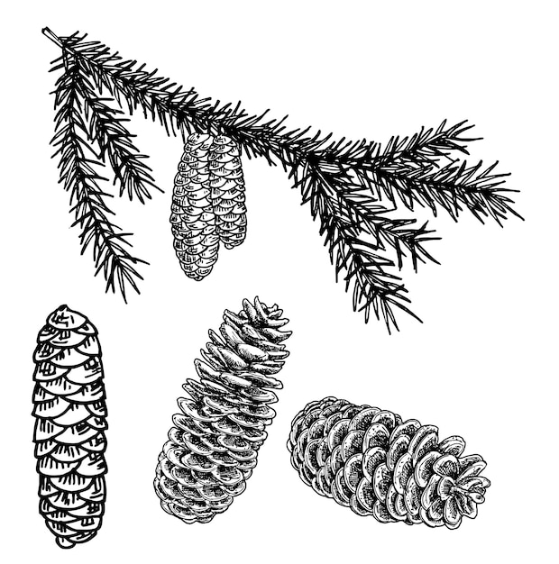 Christmas fir and pine cones Hand drawn sketch Vector illustration