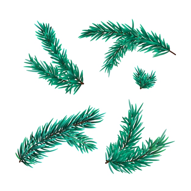 Vector christmas fir tree branches isolated
