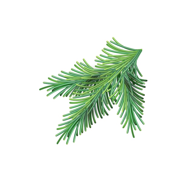 Christmas green lush spruce branch. Fir-tree New Year mesh branch