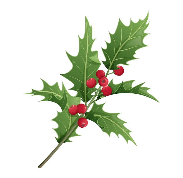 Christmas holly isolated on white background Christmas and New Year decoration Vector illustration of plant elements