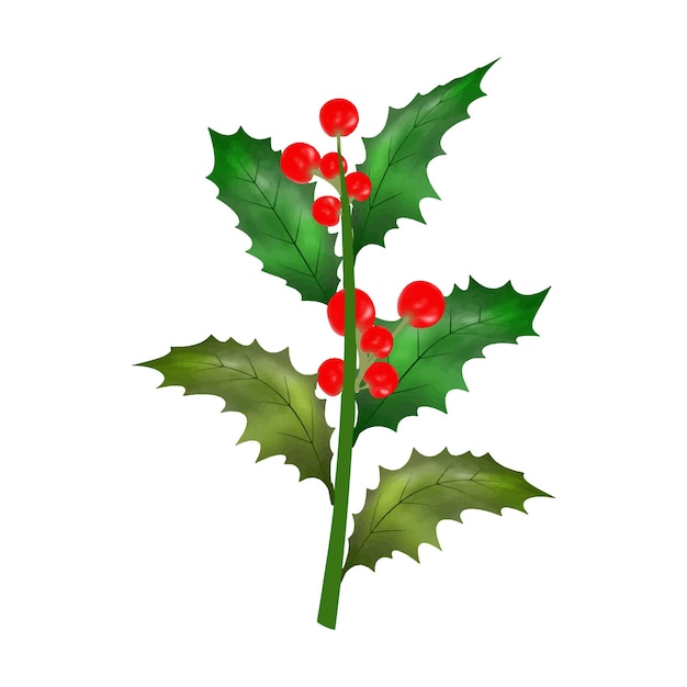 Christmas holly leaves with red berries watercolor Vector Illustration for decorative element