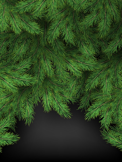 Vector christmas and new year  of realistic branches of christmas tree on black background.