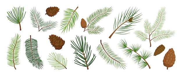 Christmas pine branch and cone, evergreen tree, fir, cedar twig vector icon, winter plants, New Year wood, holiday decoration. Hand drawn