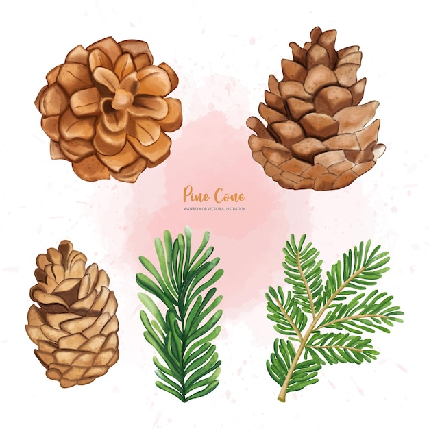 Christmas Pine cone set Digital paint watercolor illustrationxDxA