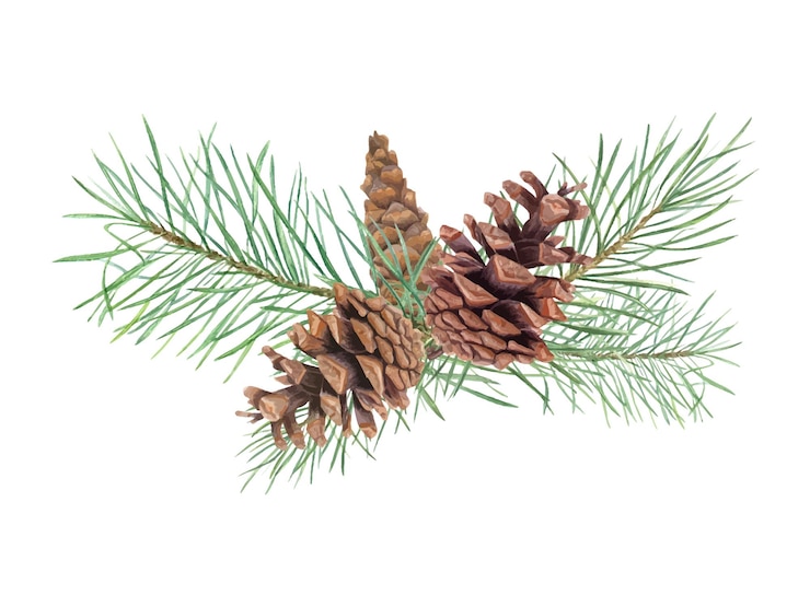 Vector christmas pine tree branch with brown cones three natural pinecones on evergreen twigs winter xmas plant with long needles watercolor floral illustration for festive design holiday package decor