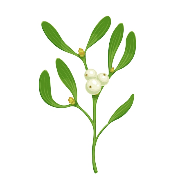 Vector christmas a sprig of mistletoe