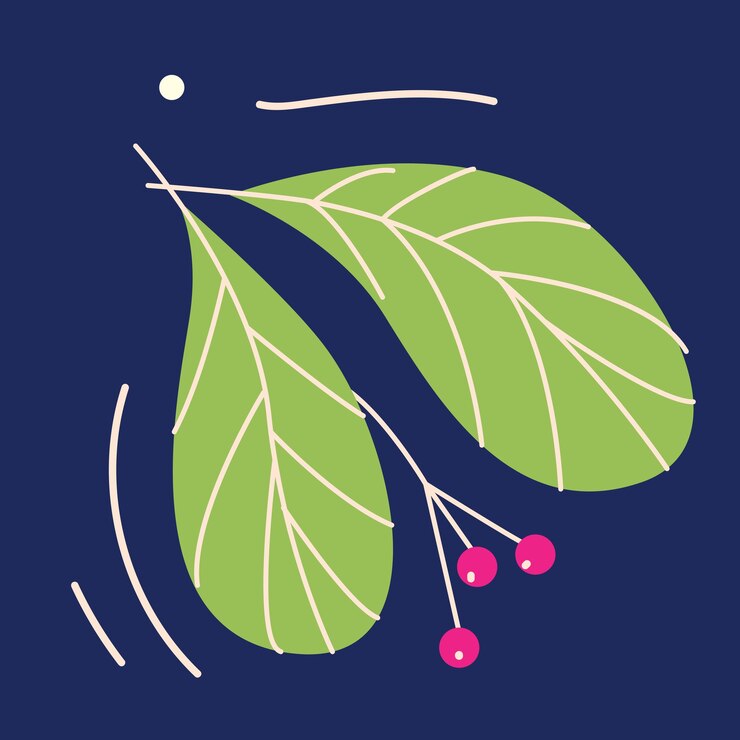 Vector christmas traditional mistletoe bouquet christmas mistletoe for winter decoration plant