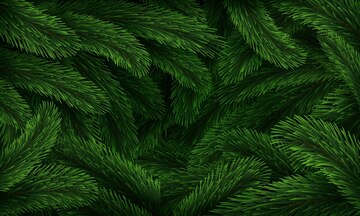 Background Of Pine Branches. Coniferous Green Texture. Stock Photo, Picture  and Royalty Free Image. Image 117726891.