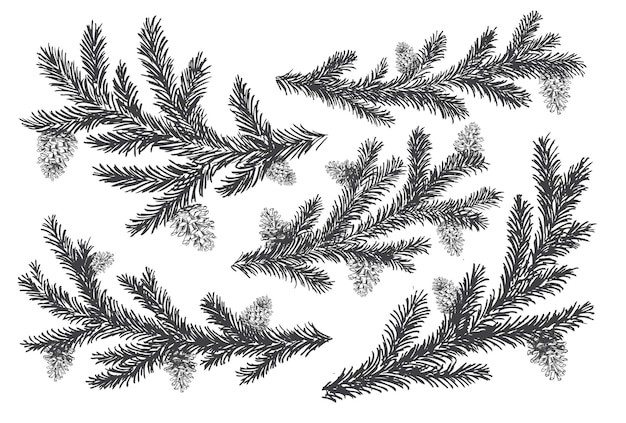 Albero di natale e pini con illustrazione disegnata a mano di coni
