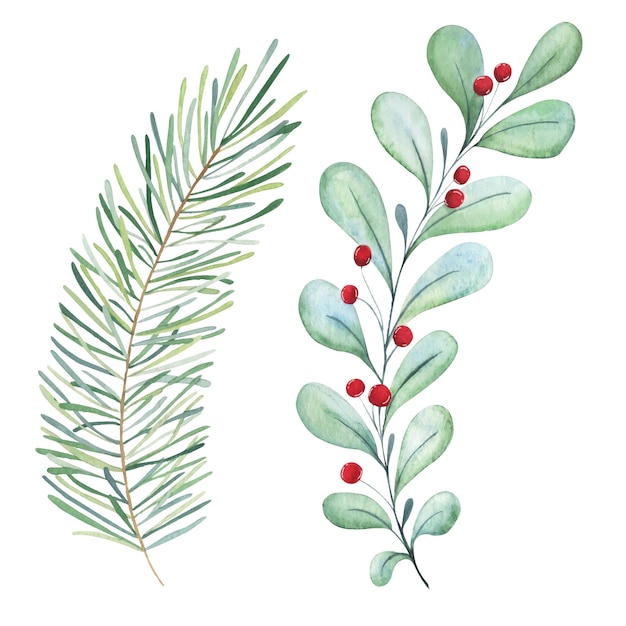 Vector christmas watercolor botany set. a branch with berries, a branch of a christmas tree.