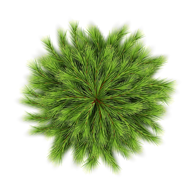 Vector christmas wreath of fir branches