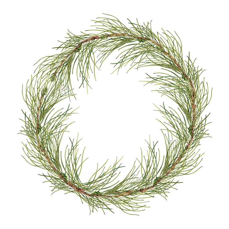 Vector christmas wreath made of delicate green pine needles hand drawn watercolor illustration isolated on white background copy space natural circular arrangement for holiday decor or seasonal designs