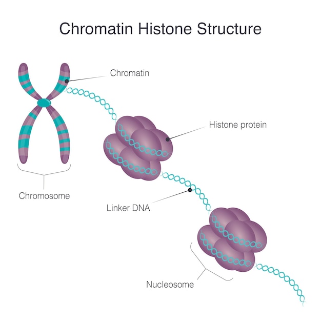 Chromatine histon structuur vector illustratie diagram