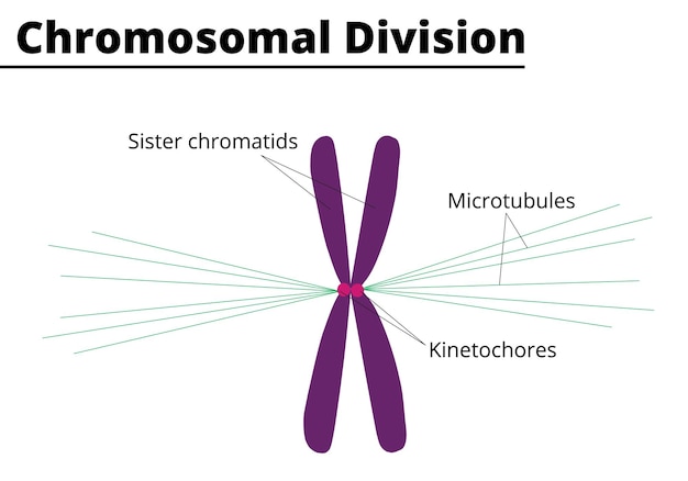 Vettore processo cromosomico durante la divisione cellulare con i microtubuli e cinetocori vector