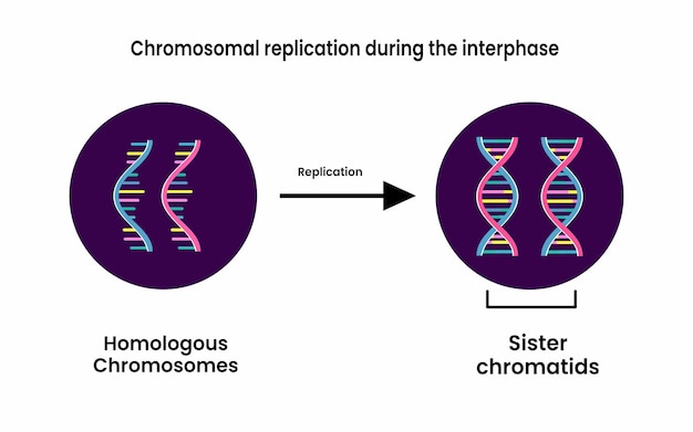 Premium Vector | Chromosomal replication during the interphase. Sister ...