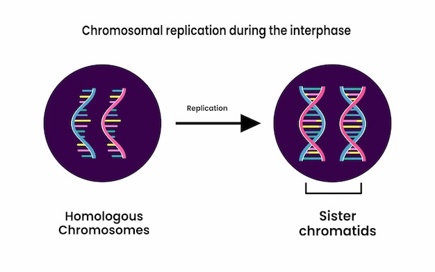 Chromosomal replication during the interphase. Sister Chromatids. Vector illustration.