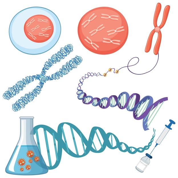 Chromosoom- en dna-structuur