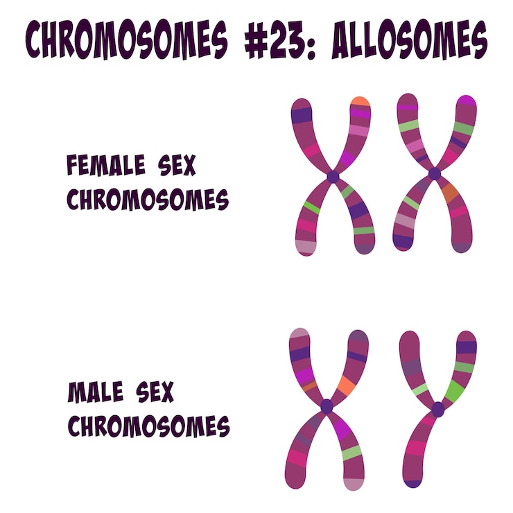 Vector chromosoompaar nummer 23 allosomen bekend als de geslachtschromosomen x en y