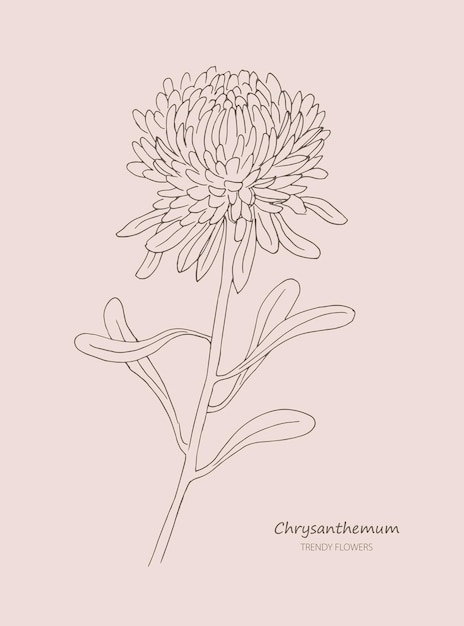 Vector chrysant lijntekeningen chrysanten illustratie bloem schets logo botanisch