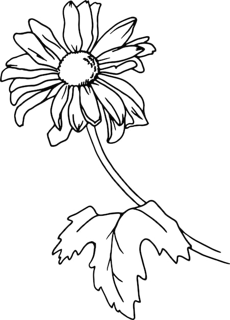 Chrysant