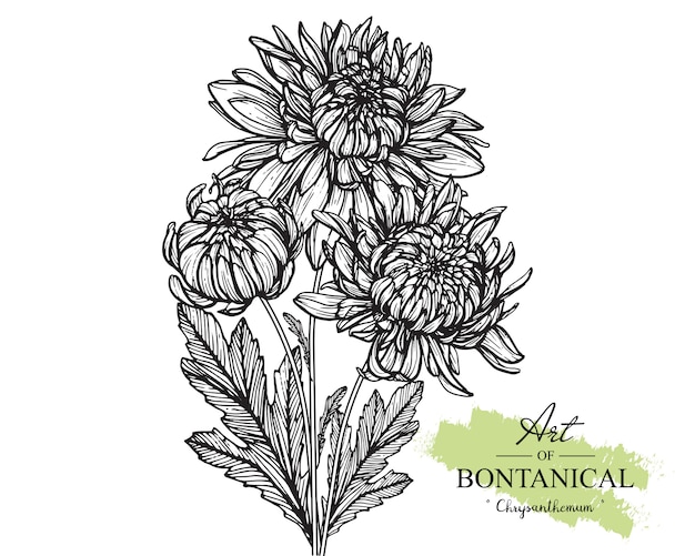 Chrysanthemum blad- en bloemtekeningen. vintage hand getrokken botanische illustraties. vector