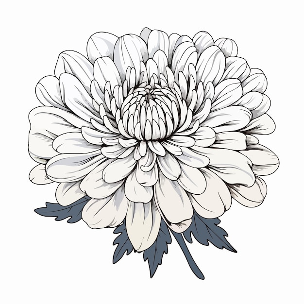 벡터 chrysanthemum flat vector illustration chrysanthemum cartoon hand drawing isolated vector illustration