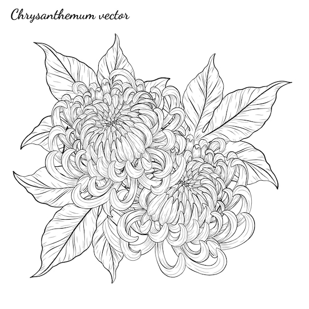 ベクトル 手描きの菊花