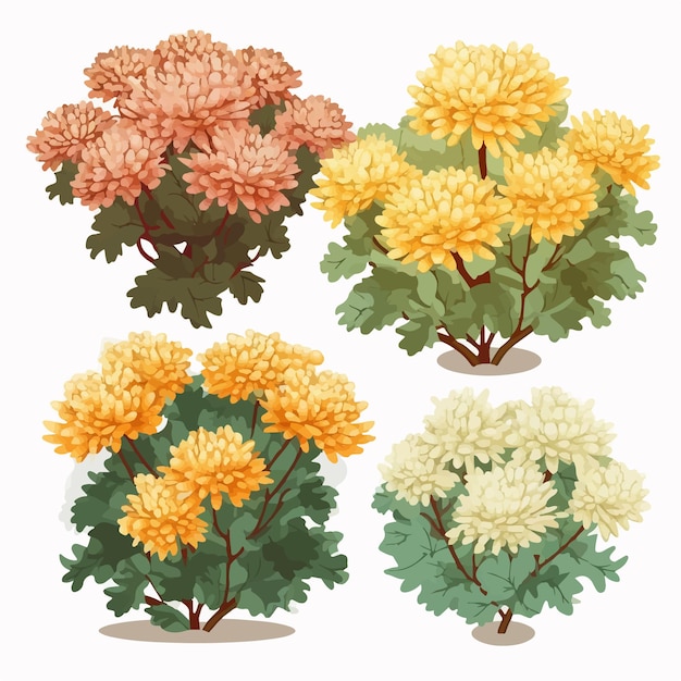 Chrysanthemum flower graphic in vector format