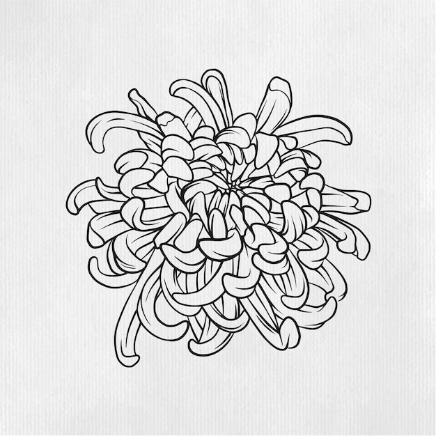 Chrysanthemum flower illustration in line art style
