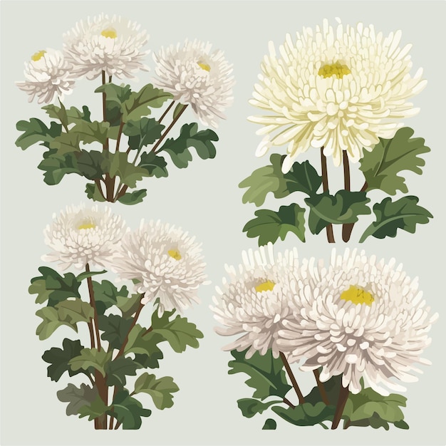 ベクトル 白地に菊の花のイラスト