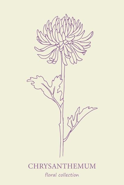 Vector chrysanthemum flower logo line art flowers hand drawn illustration