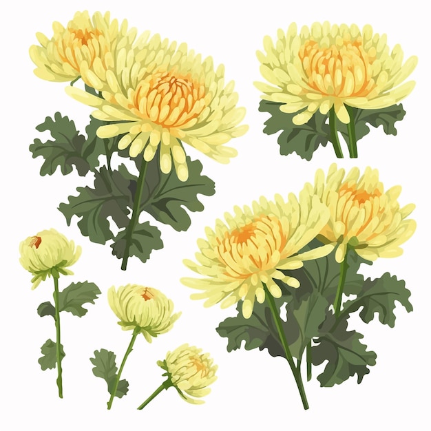 Vector chrysanthemum flower silhouette in vector format