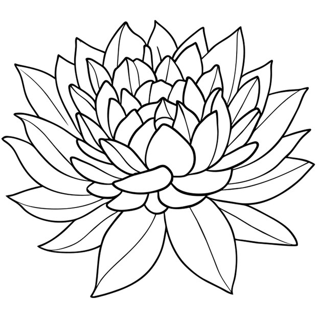 Vector a chrysanthemum flower in a style of coloring book black contour with white backgroung vector