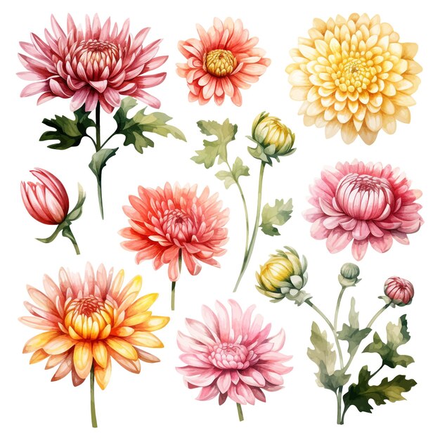 Vector chrysanthemum flower vector clipart white background