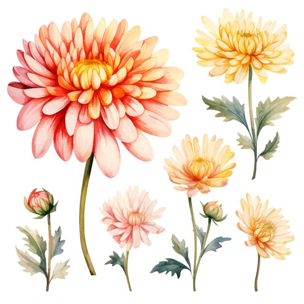 Vector chrysanthemum flower vector clipart white background