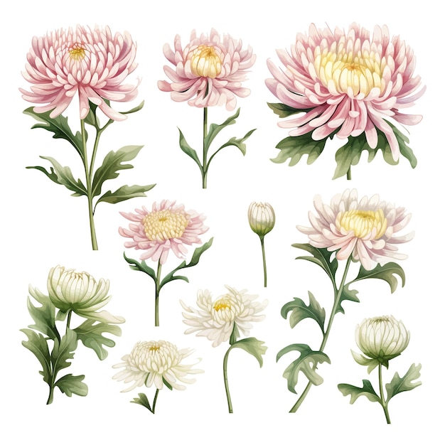 Vector chrysanthemum flower vector clipart white background