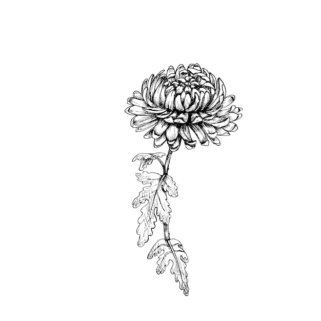 葉と茎を持つ菊の花。ヴィンテージベクトルハッチング黒イラスト。