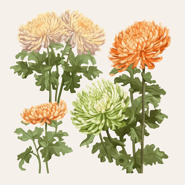 Chrysanthemum flower with leaves in vector format